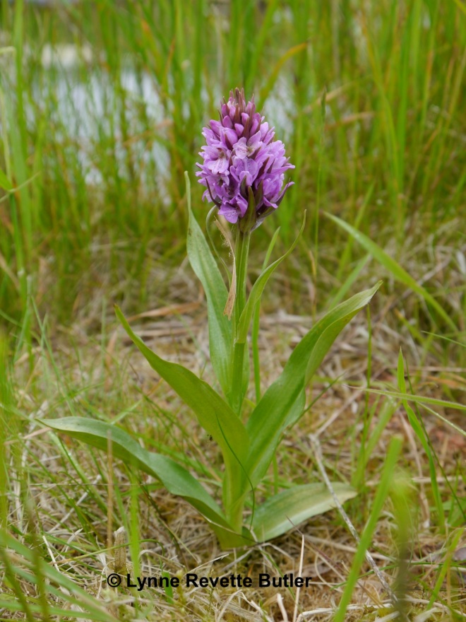 orchid near the wild garden pond