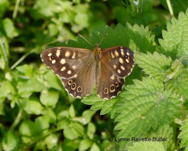 speckled wood1